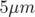 5μm  